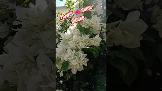 Flower 🌺 loversshortvideo youtubeshorts nature ytshortsvideo flowers [upl. by Bronder]