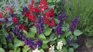 How to Prune Salvia to Produce More Flowers [upl. by Arriat]