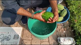 Harvesting of organic papaya  How to ripen papaya naturally at home  fruit ripening chemical [upl. by Okihcas]