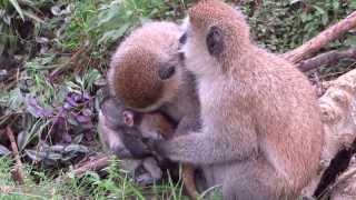 Two Vervet monkeys holding their baby [upl. by Weisberg]