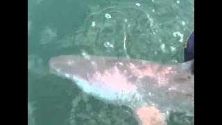 Goliath Grouper Eats Shark [upl. by Ocnarfnaig]