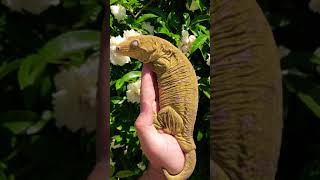 LEACHIE🦎😱🤯 GIANT GECKO [upl. by Aerahs]