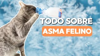 Asma Felino todo lo que necesitas saber  Vivir con Gatos Podcast Ep 21 [upl. by Killion946]