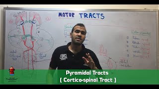 Pyramidal Tracts  Corticospinal Tract [upl. by Ardnot336]