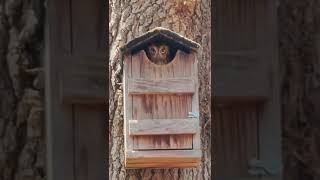 Screech Owl Nest Box [upl. by Llerrah]