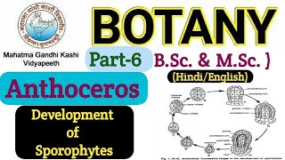Anthoceros Sporophyte Development Development of Sporophytes in AnthocerosAnthoceros BSc 1st year [upl. by Sibilla]