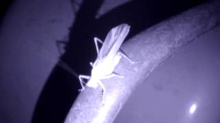 Hexacentrus Bushcricket Chirping in the Dark ハヤシノウマオイ♂の鳴き声（暗視動画） [upl. by Eisler239]