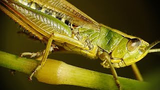 Grasshopper Stridulation Nikon P900 Raynox DCR250 [upl. by Anyal]