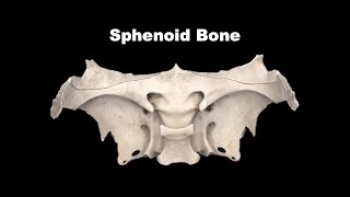 Osteology of Head amp Neck  Sphenoid Bone Anatomy mbbs bds education [upl. by Lagas985]