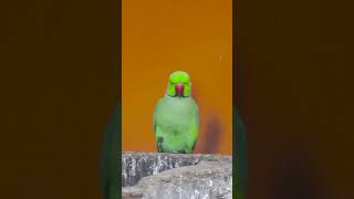 Parrot ChattyParrots ParrotMagic BirdLife ParrotPals BrightPlumage ParrotAdventures Birds [upl. by Draillih651]