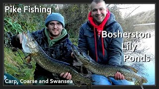 Pike Fishing  Bosherston Lily Ponds Video 129 [upl. by Eido]