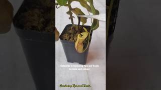 Feeding my Nepenthes a Hammerhead Worm🐛 nepenthesplant pitcherplants carnivorousplants nepenthes [upl. by Lehcem]