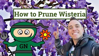 How to prune a wisteria Ultimate beginner winter amp summer wisteria pruning guide [upl. by Maleki83]