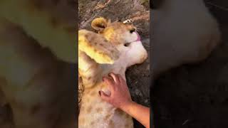 Lion Cub Boops Belly amp Toe Beans [upl. by Lebasile]