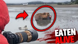 This Photographer Discovers Man Being EATEN ALIVE By Grizzly Bear [upl. by Nosduh924]