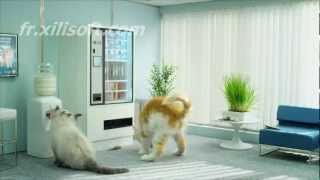 top 5 des pub avec les chat [upl. by Ennairrac881]