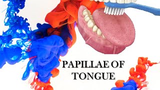 PAPILLAE OF TONGUE  VERY SIMPLE EXPLANATION [upl. by Raual434]