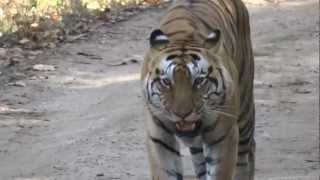 Male tiger in Kanha calling for a mate [upl. by Eimmaj]