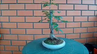 Бонсай рябина обыкновенная Sórbus aucupária Bonsai Common mountain ash лето 2022 год [upl. by Goar928]