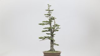 Cryptomeria Transformation [upl. by Samul]