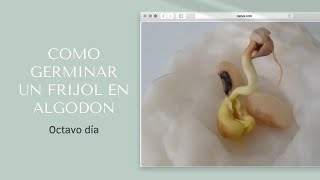 Como germinar un frijol en algodón octavo día [upl. by Arret]