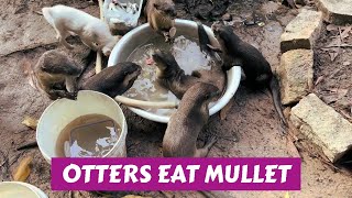 What Can I Feed The Otters [upl. by Jaquiss]