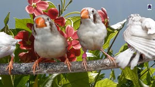 zebra finch singing [upl. by Ehsrop]