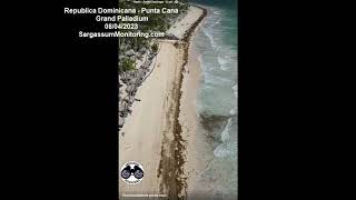 2023 Sargazo  Republica Dominicana  Punta Cana Grand Palladium [upl. by Ahsemot]