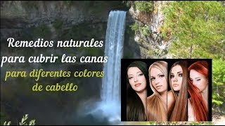 Tintes naturales y caseros para pintar las canas para cabello  negro castaño rubio pelirrojo [upl. by Anabahs316]