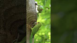 Rose Ring Parakeet  Parrot Bird  Parakeet  wildlifephotoghraphy birds photography wildlife [upl. by Acirret]