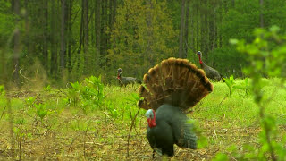 North Carolina Turkey Hunting [upl. by Krahling]