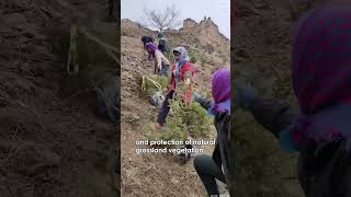 A quotgreen revolutionquot against the sandy yellow on the Loess Plateau [upl. by Ohs]