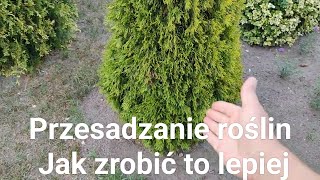 Przesadzanie roślin Jak zrobić to lepiej [upl. by Annait253]