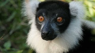 Lemurs of Madagascar HD [upl. by Hannaj380]