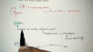 Blood Cells  Blood  3  RBC  WBC  Platelets  Pharma Notes  V V Bopinwar [upl. by Sremlahc254]