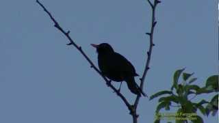 KOLTRAST Common Blackbird Turdus merula Klipp  678 S  48 [upl. by Obmar]