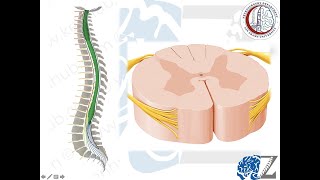 Spinal Cord Anatomy 1 [upl. by Eylrahc]