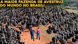 A MAIOR FAZENDA DE AVESTRUZ DO MUNDO QUE FICA NO BRASIL [upl. by Dez]