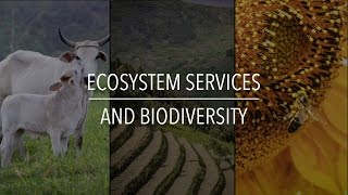 FAO Policy Series Ecosystem Services and Biodiversity [upl. by Warton]