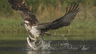 An osprey fishing in spectacular super slow motion  Highlands  Scotlands Wild Heart [upl. by Imit]