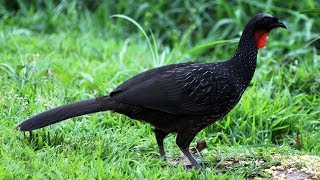 família de Jacu Jacutinga comendo milho dos patos e galinhas [upl. by Dallis]