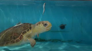 Kalan the Loggerhead Sea Turtle Released Back Into The Ocean [upl. by Aneri]