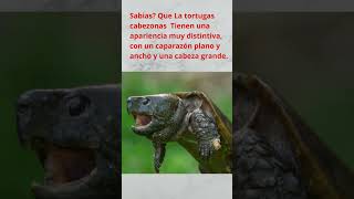 Sabias Que las tortugas cabezonas Tienen una apariencia muy distintiva con un caparazón plano [upl. by Kinnard]