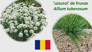 ‘Usturoiul’ de frunze este o specie cultivată mai ales pentru frunzele cu gust de usturoi [upl. by Melody]