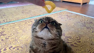 Huge Scottish Fold Cat Enjoying a Corn Snack [upl. by Luna]