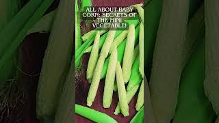 Discover Baby Corn Taste and Health Benefits  Healthy Eating shorts [upl. by Enoved613]