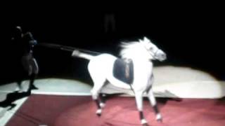 Lipizzaner StallionThe Capriole [upl. by Nat]