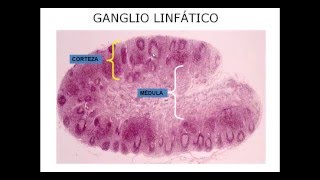 Histología de los órganos linfáticos [upl. by Ajnat10]