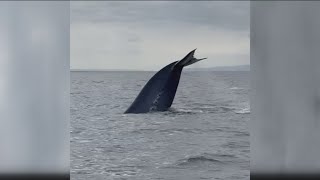 Watchers witness 100 Blue whales off the Mission Bay Coast [upl. by Burger]