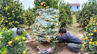 Cách Trồng Quất Chơi Tết Đảm Bảo Sống Của Dân Trồng Quất Nam Phong [upl. by Lowery]